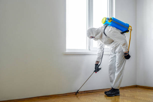 Wasp Removal Services in Keokea, HI