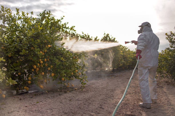 Best Local Pest Control Services  in Keokea, HI