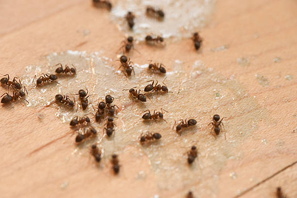 Best Residential Pest Control  in Keokea, HI