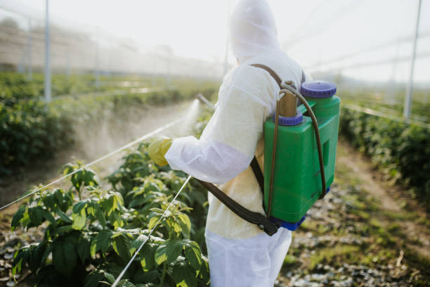Best Insect Control  in Keokea, HI